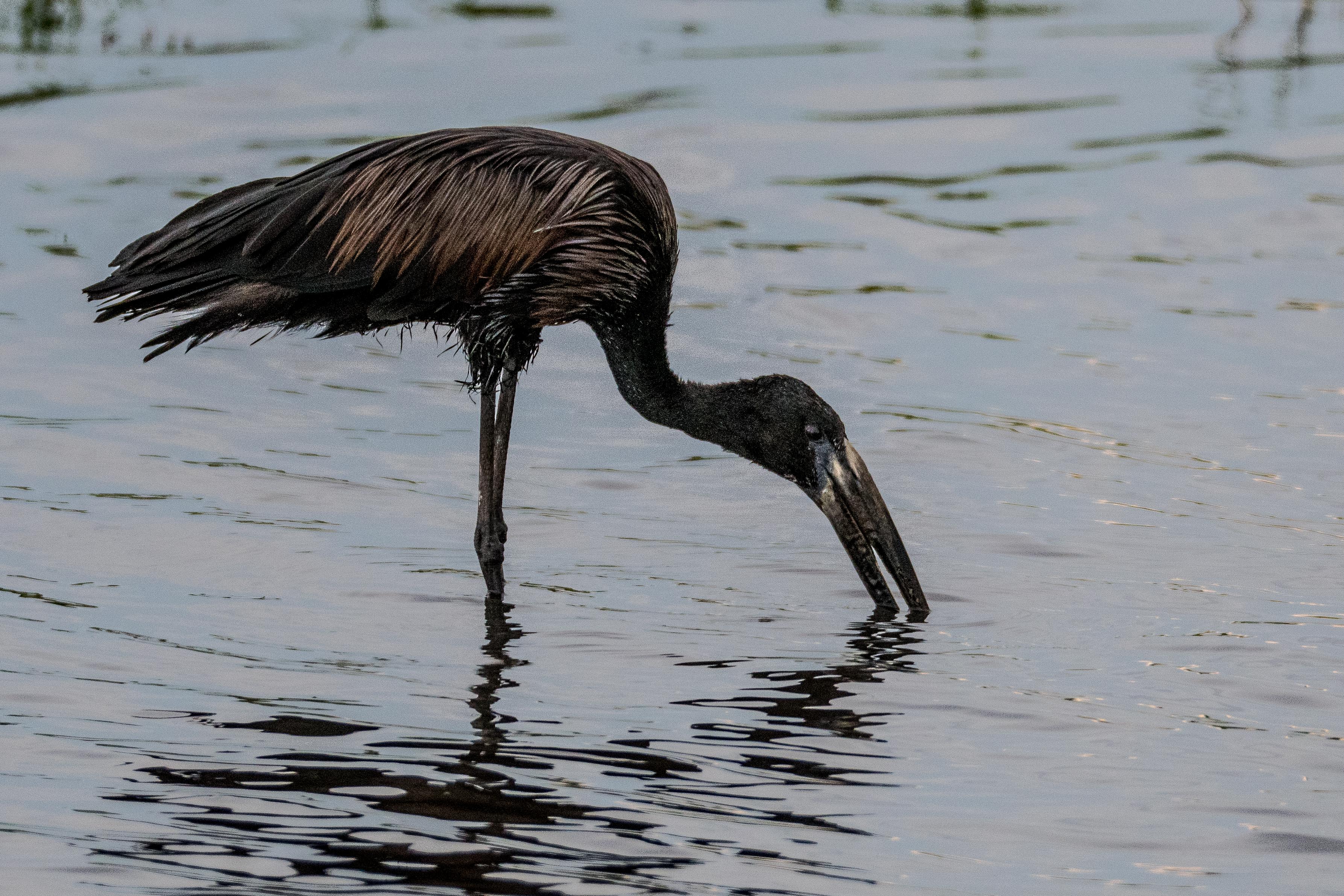 Bec-ouvert Africain (African openbill        Anastomus lamelligerus), adulte nuptial sondant le fonds de la rivière Chobe à la recherche de nourriture, Chobe National Park, Botswana.